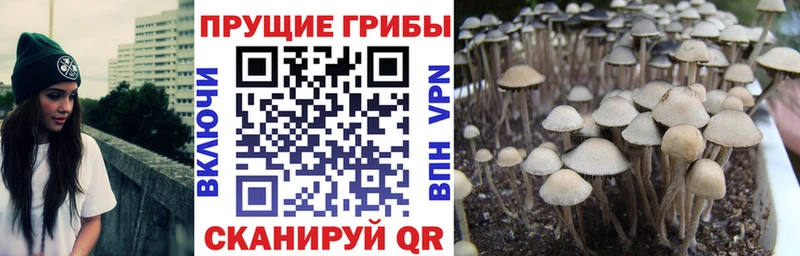 Галлюциногенные грибы прущие грибы  Озёры 